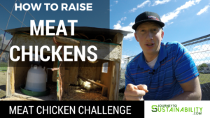 Raising Meat Chickens – Ultimate Meat Chicken Challenge